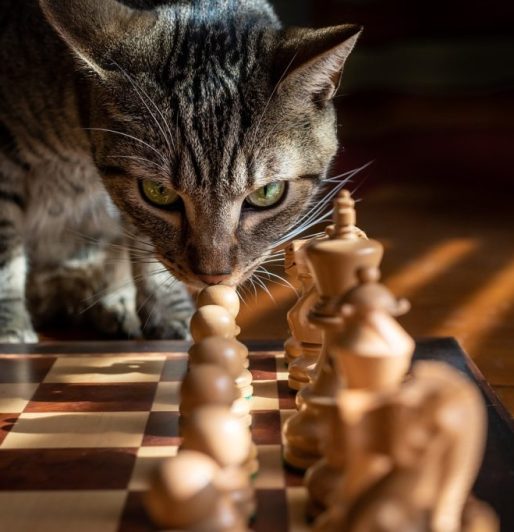 tabby cat chess game strategy pet 5946499